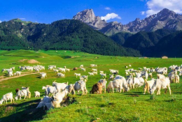 科普常識(shí)丨養(yǎng)羊就怕三個(gè)“換”，養(yǎng)殖戶切記別犯錯(cuò)！
