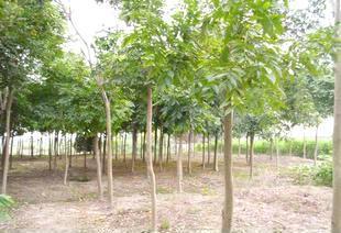 25花木 种苗 园林树木 绿化 承接工程
