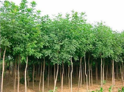 白蜡树木栽植原理树木成活正常生长