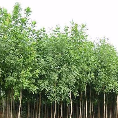 济宁志航园林绿化 供应 国槐-兖州市志航树木种植基地